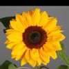 Sunflower.sd