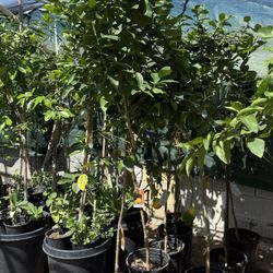 Lisbon Lemon 🍋 Trees 5F The Tall $60 Each Price Firm 