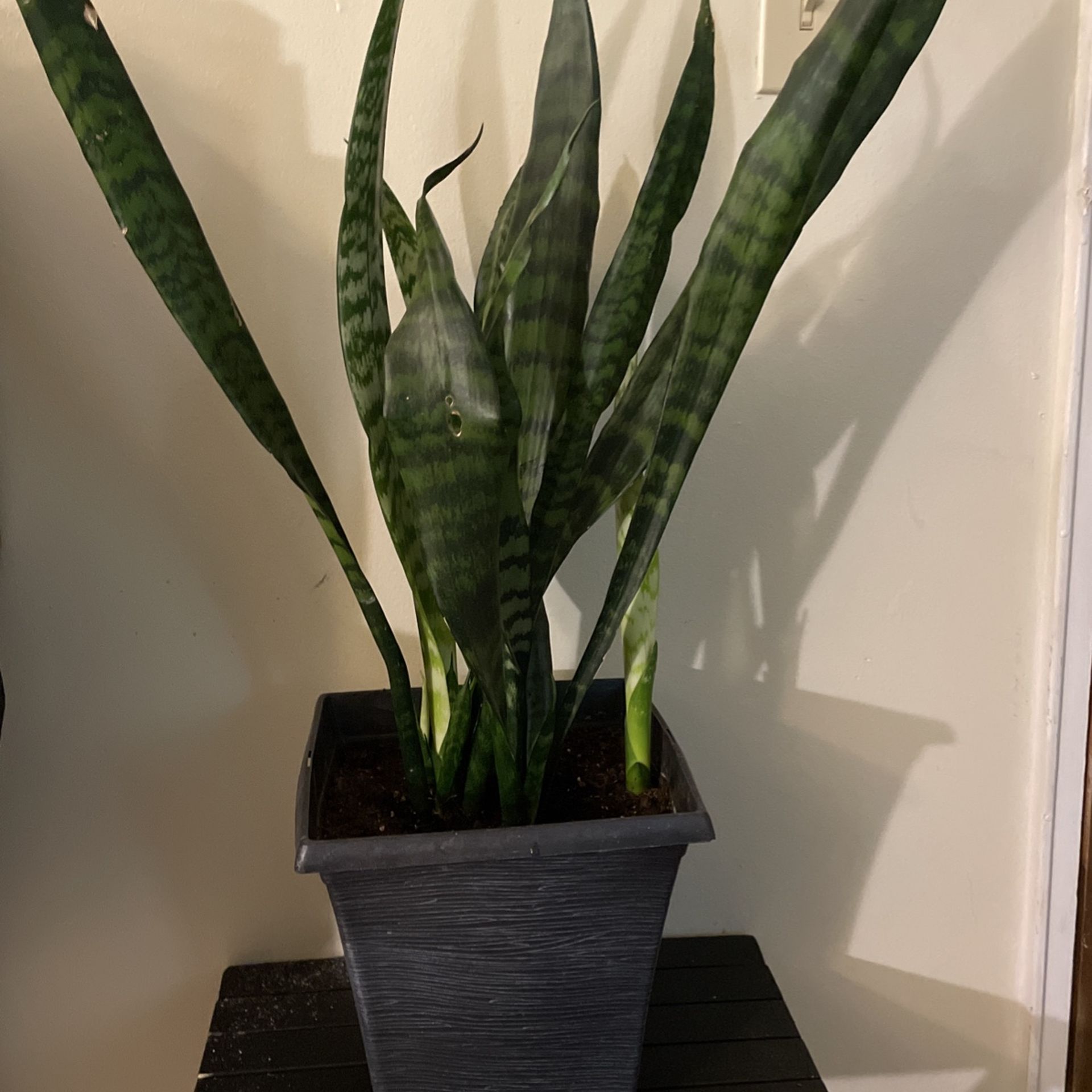 Very Healthy Plant