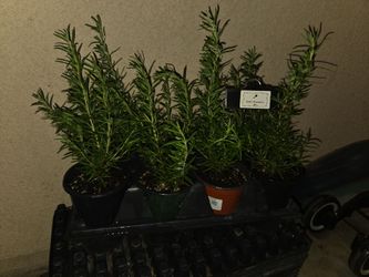 Rosemary