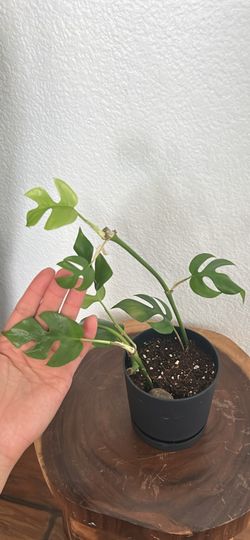 Mini monstera