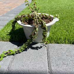 Elephant Bush plant for. $5