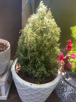 Plant in large pot