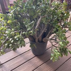 🌵MOVING OUT PLANTS SALE! ‼️