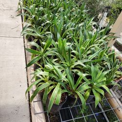 Agave  Desmenttiana 3gallones