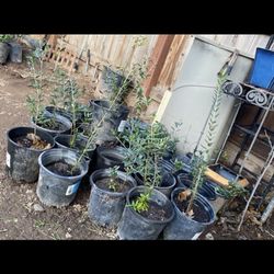 Olive Trees, 1 Foot Tall $10 Each