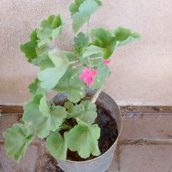Plants Malva