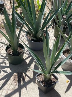 Big agaves