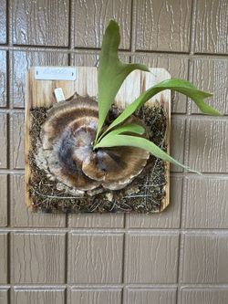 Staghorn Platycerium Elmeer