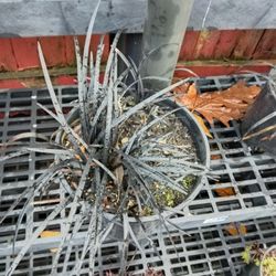 Black Grass, 2 Gal , $ 15 Each. Have Several.