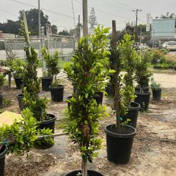 Ficus