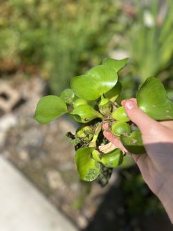 Large And Small water hyacinth Pond Plant Floating Plants