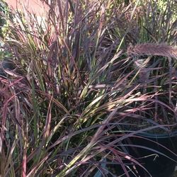 Fountain Grass Plant.
