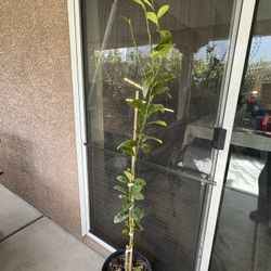 Thornless Mexican Lime Tree