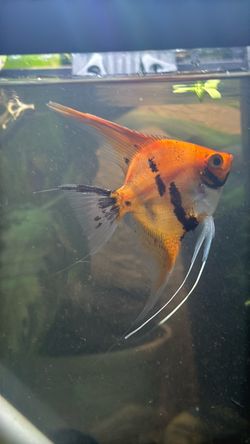 Angelfish