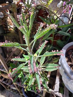 Beautiful pink mother of a thousand
