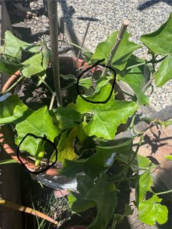 Fruiting tindora ivy gourd edible
