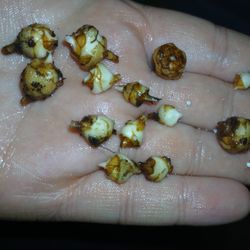 Alocasia Molly Corms