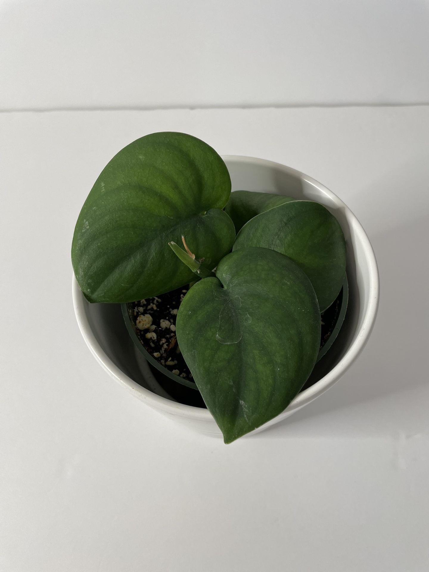 Scindapsus Jade 4”