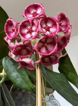 Hoya Archboldiana (Pink)