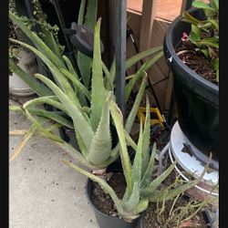 Aloe Vera 