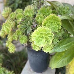 Succulents 5 Gallons  $30 Ea. 