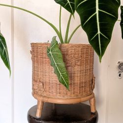 Cute Wicker Plant Pot with Butterflies Brand New (Plant NOT included)