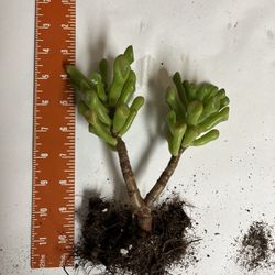 Rooted Succulent Plant