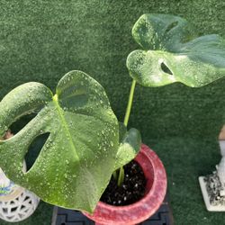 Beautiful Succulent In A Decorative Pinkish Red Vase