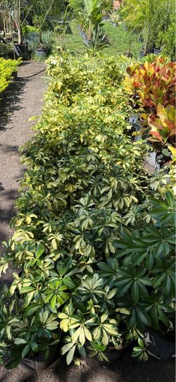 More Landscaping Plants available at prices ranging from$7-$150