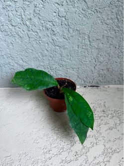 Hoya callistophylla plant