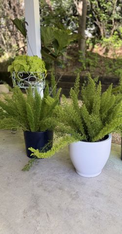 2 Luscious healthy Ferns