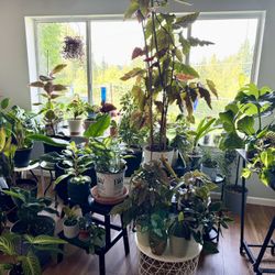 Moving Sale - Variety Plants W Pots & Cuttings, Prices Vary By Size And Pots