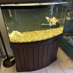 55 Gallon Fish Tank Complete With Butterfly Koi And Two Air Pumps. Stand Lights.