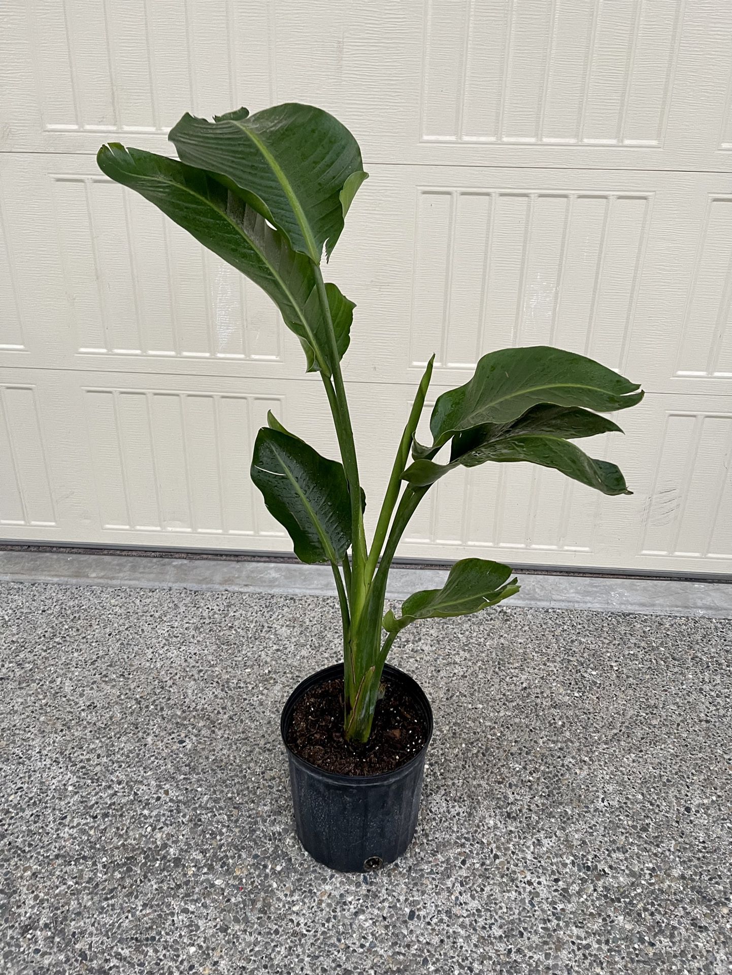 PENDING- 2 In 1 White Bird Of Paradise Indoor House Plant 🪴 3ft 5” Tall