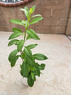 Insulina medesinal plant