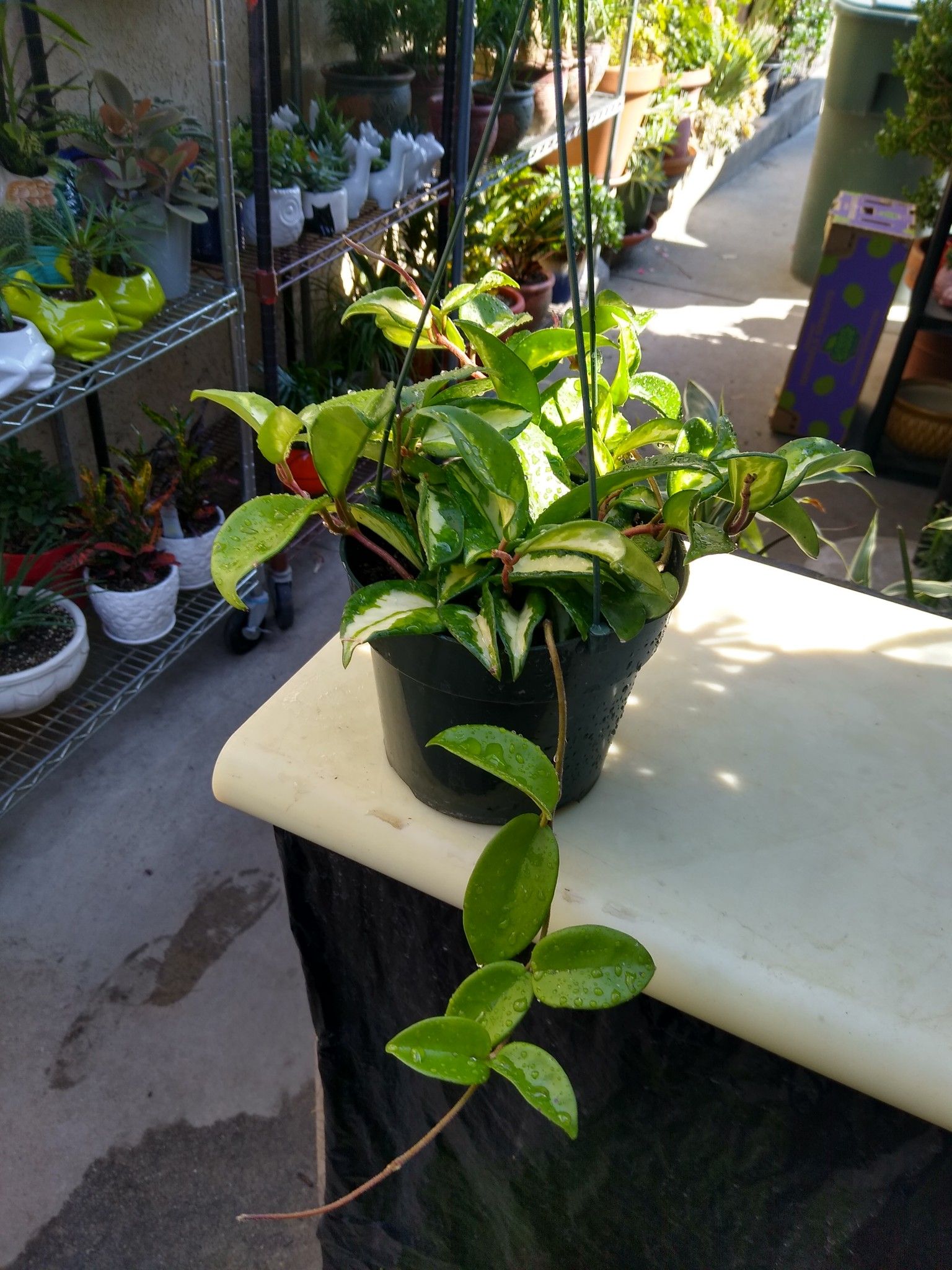 HOYA WAX PLANT