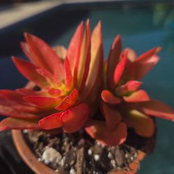 Suculents Plants