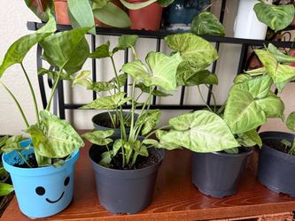 Arrowhead Houseplant Live Plants Home Decor 6 inch Pot • 10 each PHX