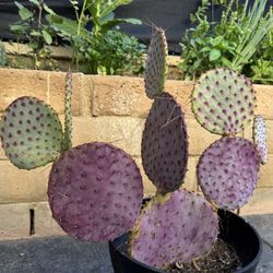 Purple Prickly Pear Plant With Pot