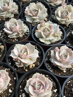 Variegated Echeveria Lola In 4” Pots $10 Each 