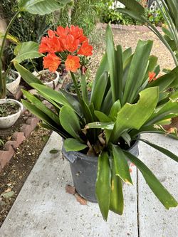 bush lily