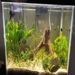 Ready Aquarium Setup - Explore Amazing Water Life behavior more