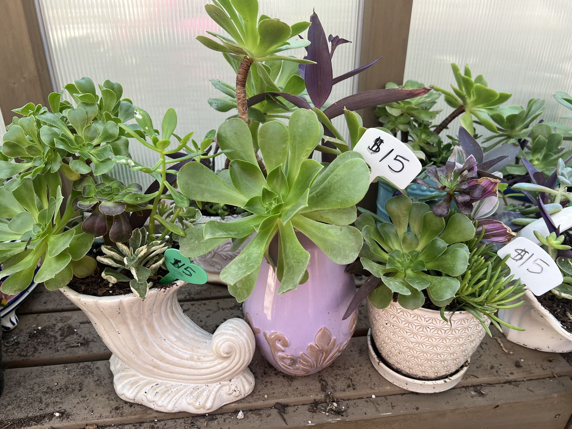 Many Beautiful Succulents 