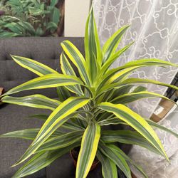 💙2 & Half feet💙Beautiful Lemon Lime Dracaena👉PLS READ DESCRIPTION 