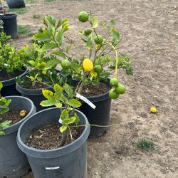 Fruiting Eureka Lemon loaded with fruit!