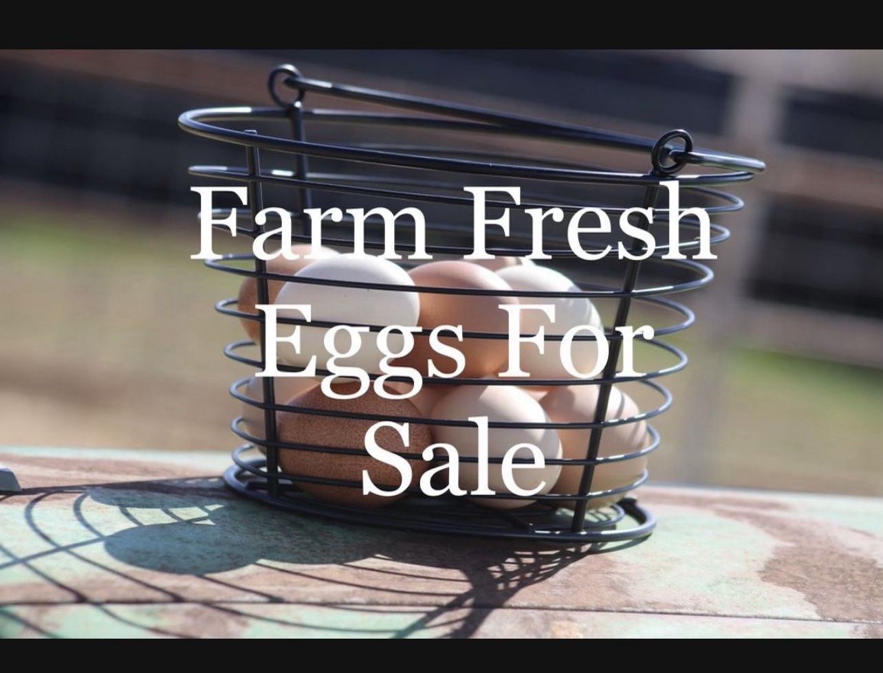 Farm Fresh Eggs 
