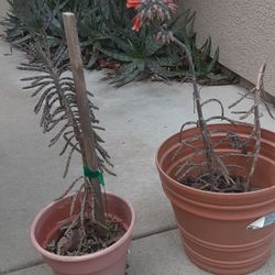 Kalanchoe Byrophyllum Tublflora