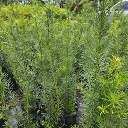 podocarpus 4 feet tall Instant Privacy Hedge