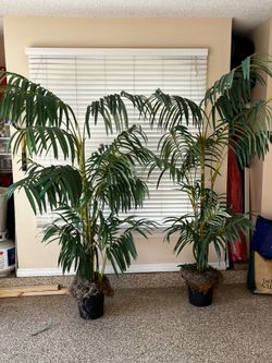 Two Silk Palms